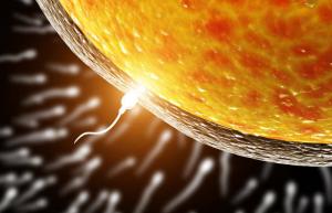 Jajašce bira spermu za oplodnju, a ne obrnuto: znanstvenike