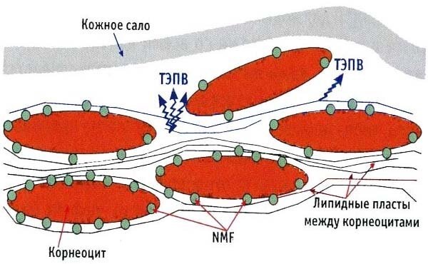 Humektanti struktura stratum corneum. Voda u stratum corneum mirno hoda, no samo između slojeve lipida, a preostala voda se zadržava NMF i keratin. Kao što je ranije spomenuto, mi vlage - razmjerno složeni mehanizam