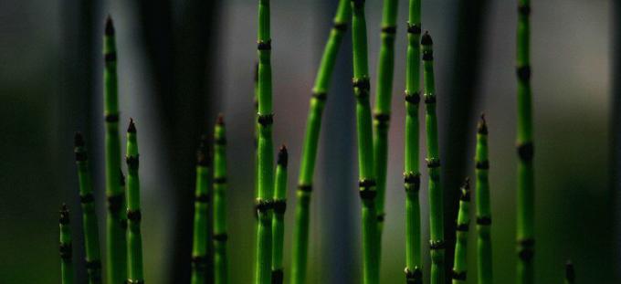 Equisetum - preslica