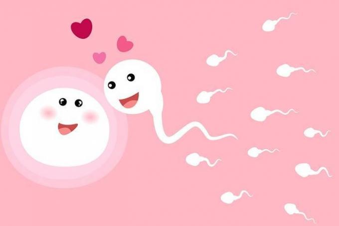 Jajašce bira spermu za oplodnju, a ne obrnuto: znanstvenike