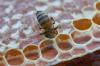 Što nije u redu s modernim meda