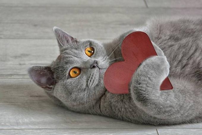 15 činjenica o mačkama da ih još više ljubavi čine