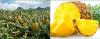 12 korisnih svojstava za zdravstveno ananasa