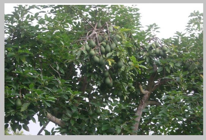 avokado stablo