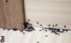 Kako brzo i trajno riješiti mrava u kući