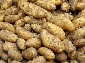 Kako odabrati sigurnu krumpir: 13 savjeta